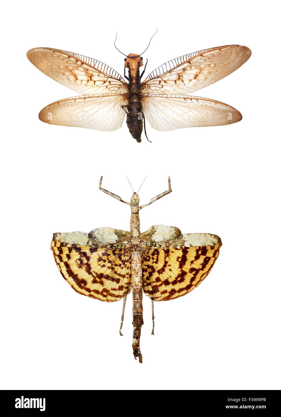 Giganteschi insetti tropicali Foto Stock