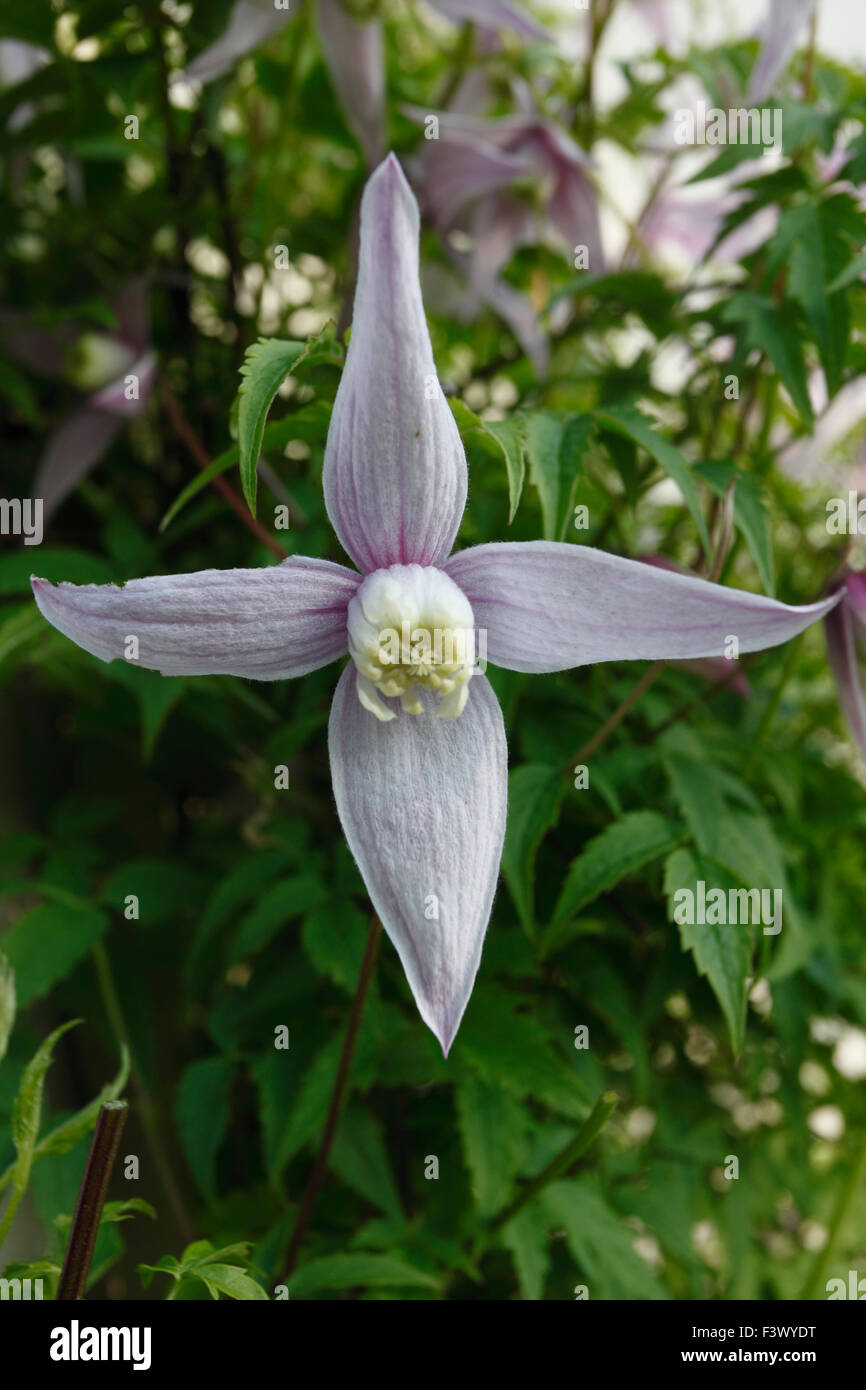 La clematide montana "Elizabeth' close up di fiore Foto Stock