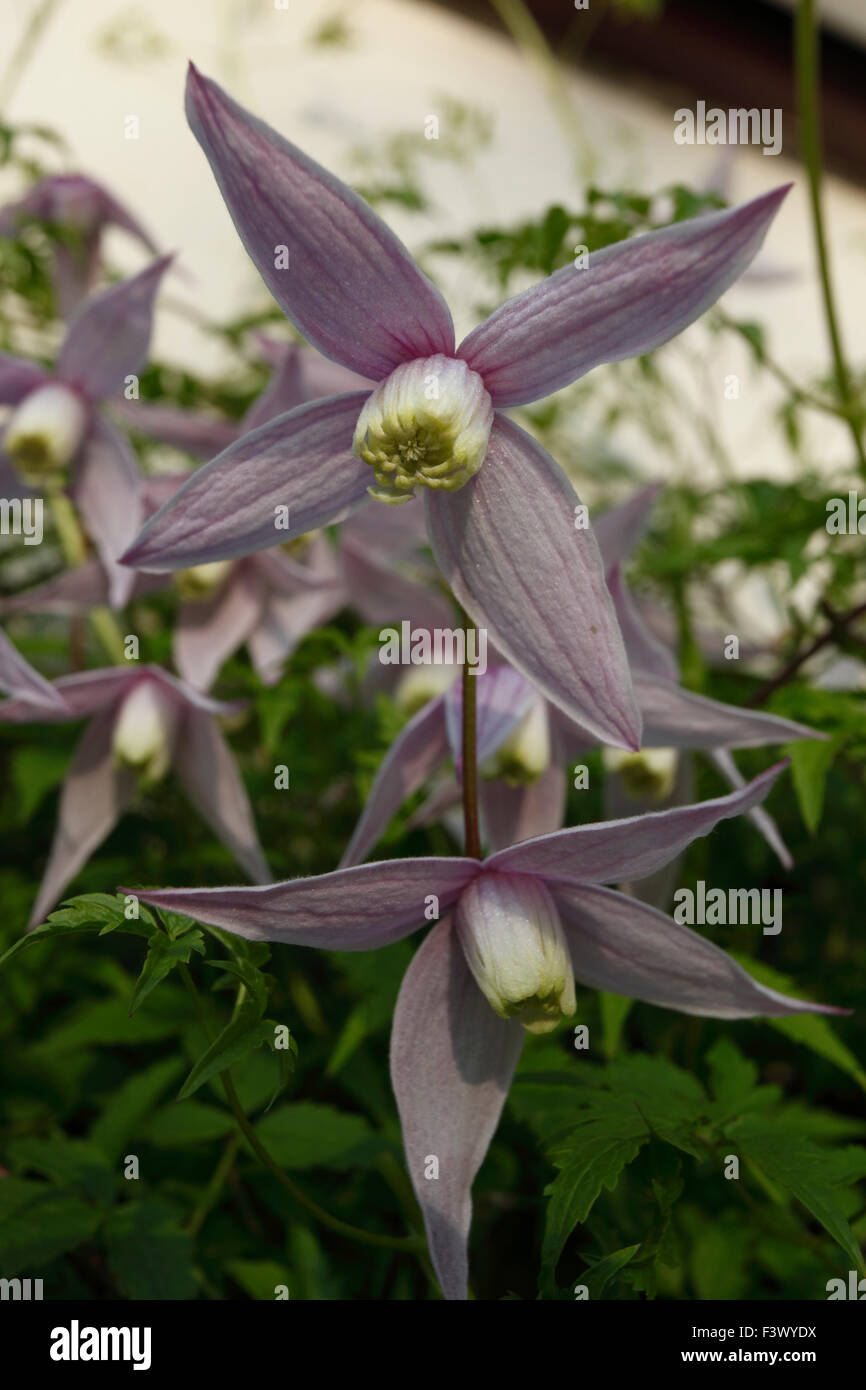 La clematide montana "Elizabeth' close up di fiore Foto Stock