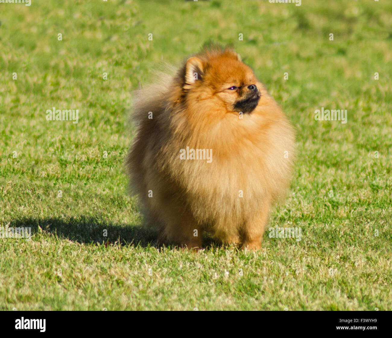 Un piccolo Pomerania arancione cane sull'erba alza la testa in alto e avente un aspetto fiero, essendo una diva. Foto Stock