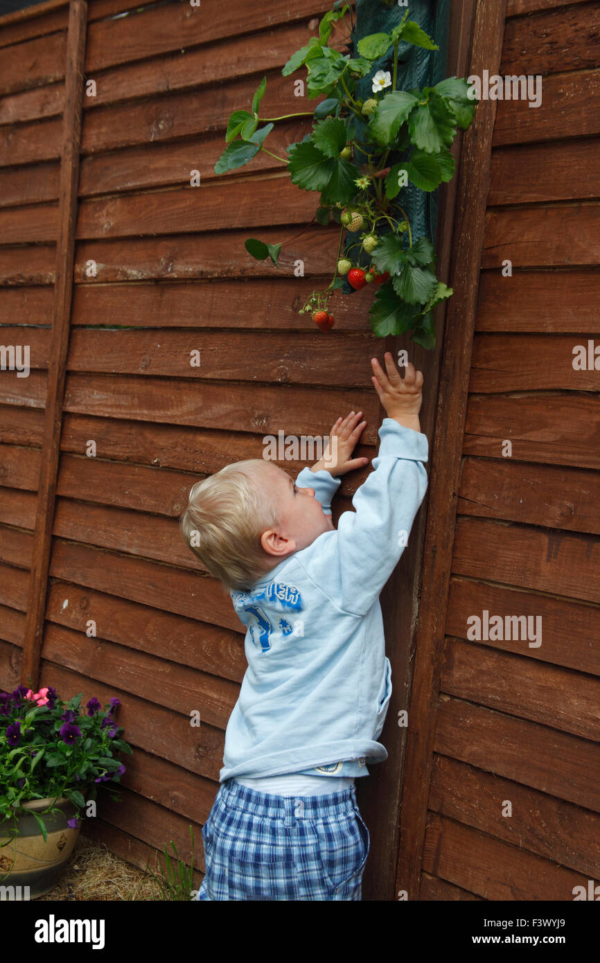 Il Toddler cercando di scegliere fragole mature che crescono in una piantatrice Foto Stock