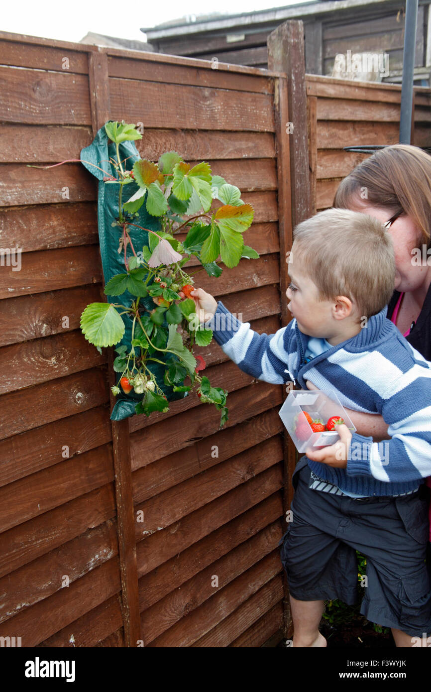 Piccolo Ragazzo aiutare genitori a scegliere fragole mature crescente nella parete piantatrice Foto Stock