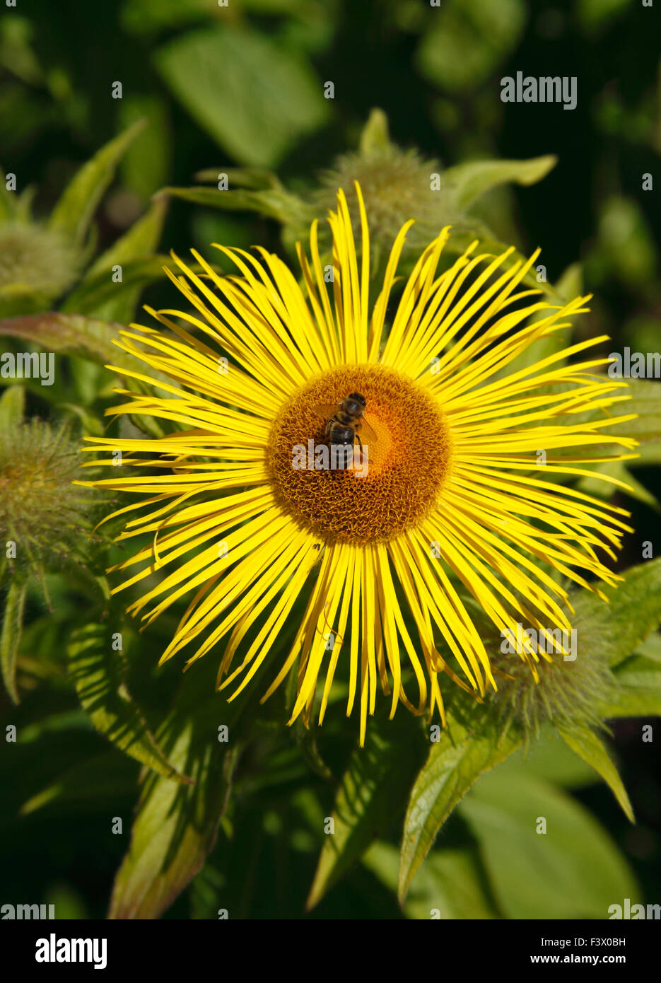 Inula hookeri close up di fiore Foto Stock