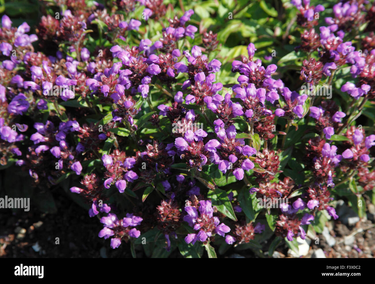 Prunella grandiflora 'Freelander Blue' piante in fiore Foto Stock
