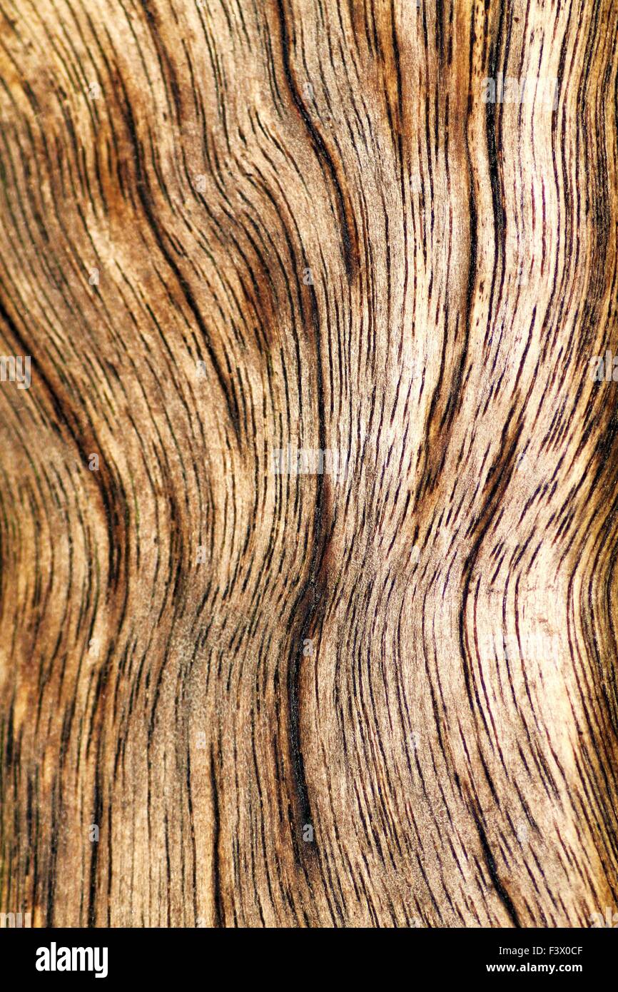La texture di un legno stagionato Foto Stock