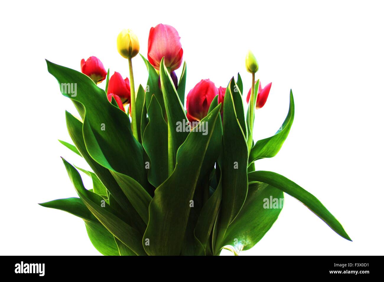 Tulip - isolato Foto Stock