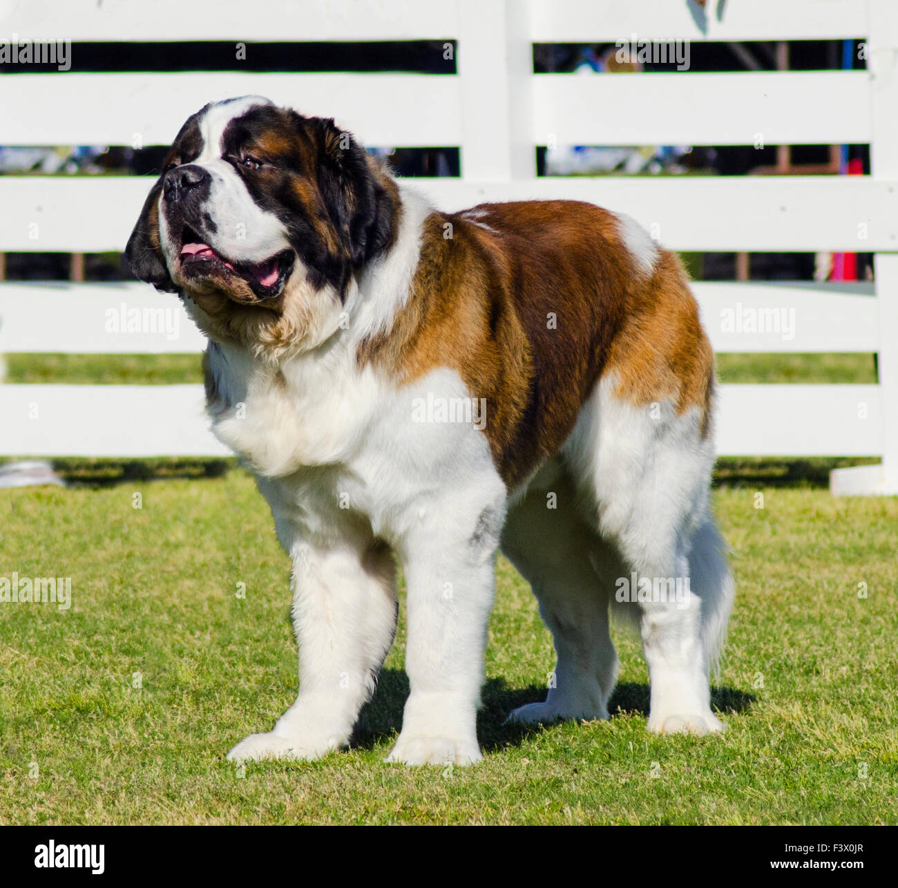 Un grande bellissimo marrone e bianco san Bernardo cane sul prato. San Bernardo cani sono ben noti per la loro intelligenza, s Foto Stock