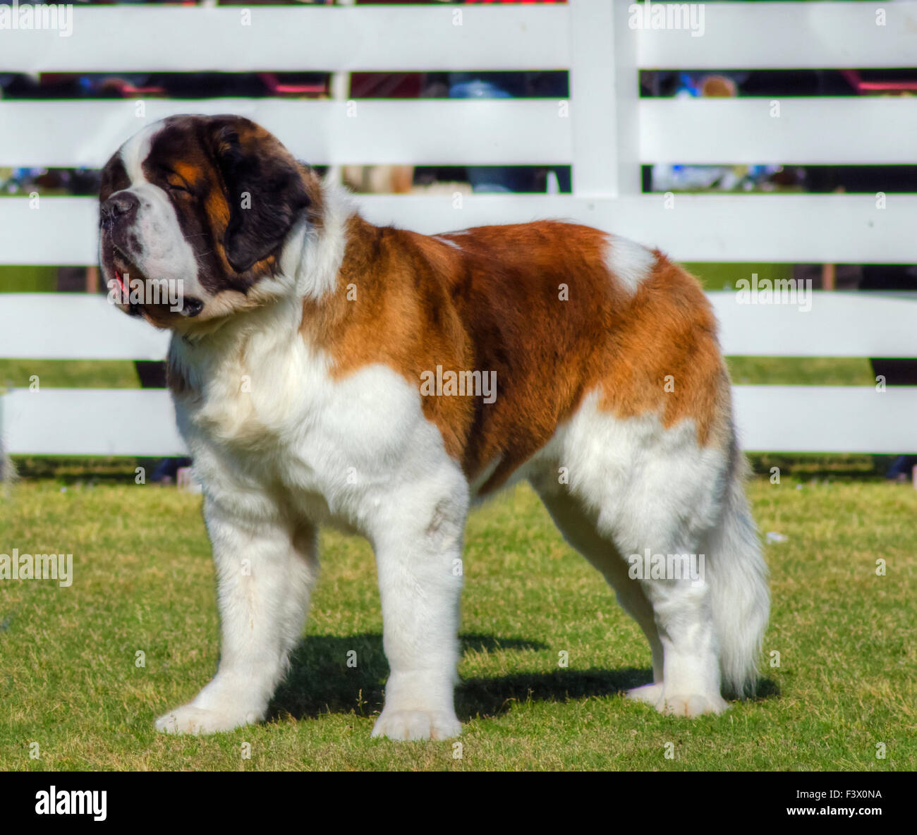 Una vista di profilo di un grande bellissimo marrone e bianco san Bernardo cane sul prato. San Bernardo cani sono ben noti per la Foto Stock