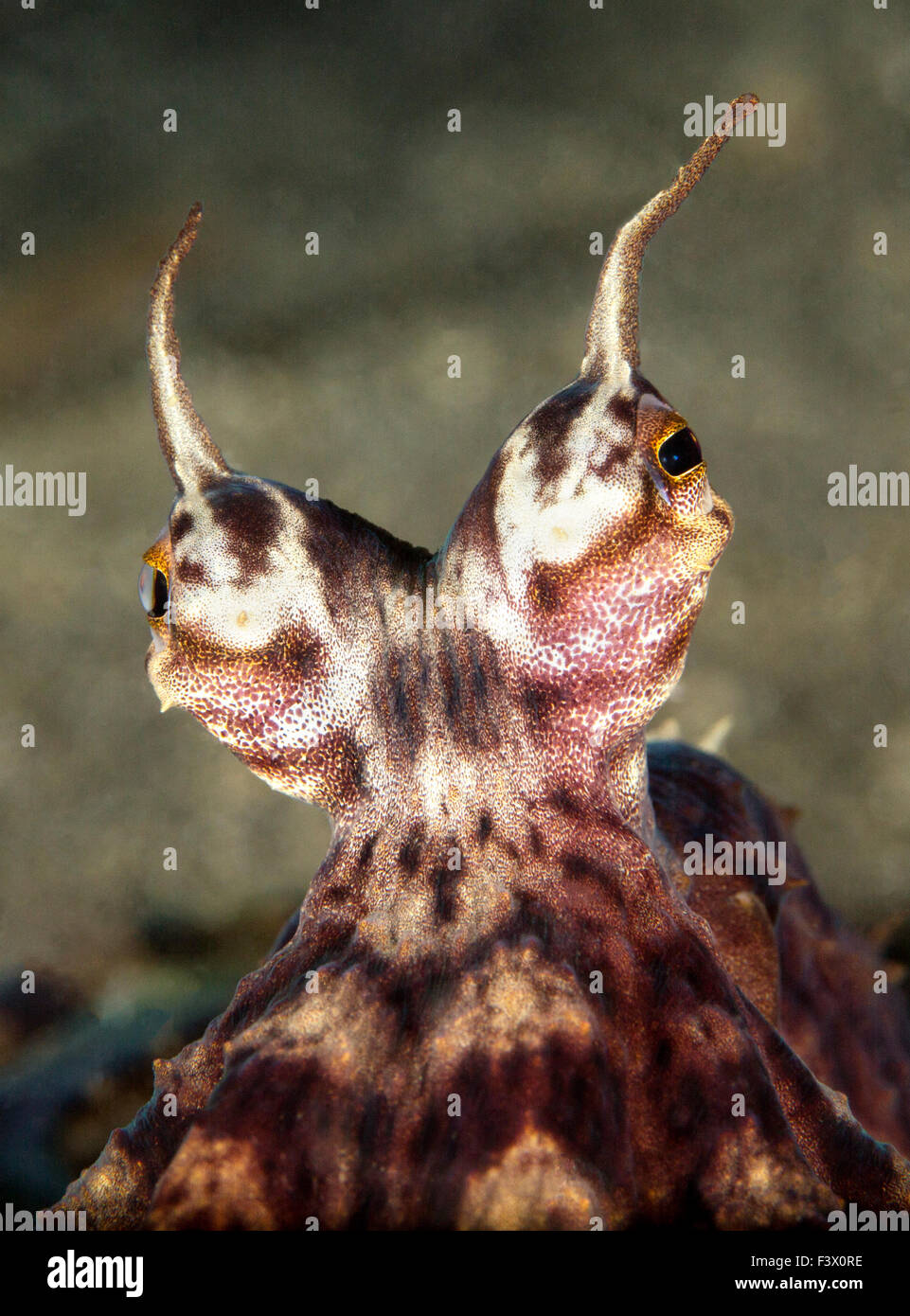 Mimic Octopus con gli occhi guardando la fotocamera Foto Stock