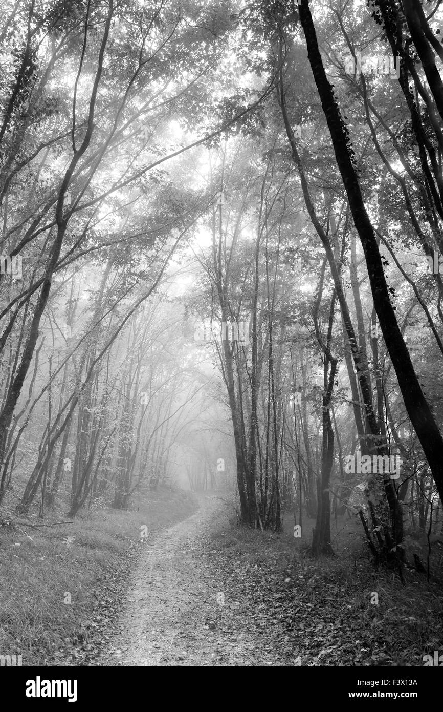 Sentiero nel bosco in bianco e nero immagini e fotografie stock ad alta ...