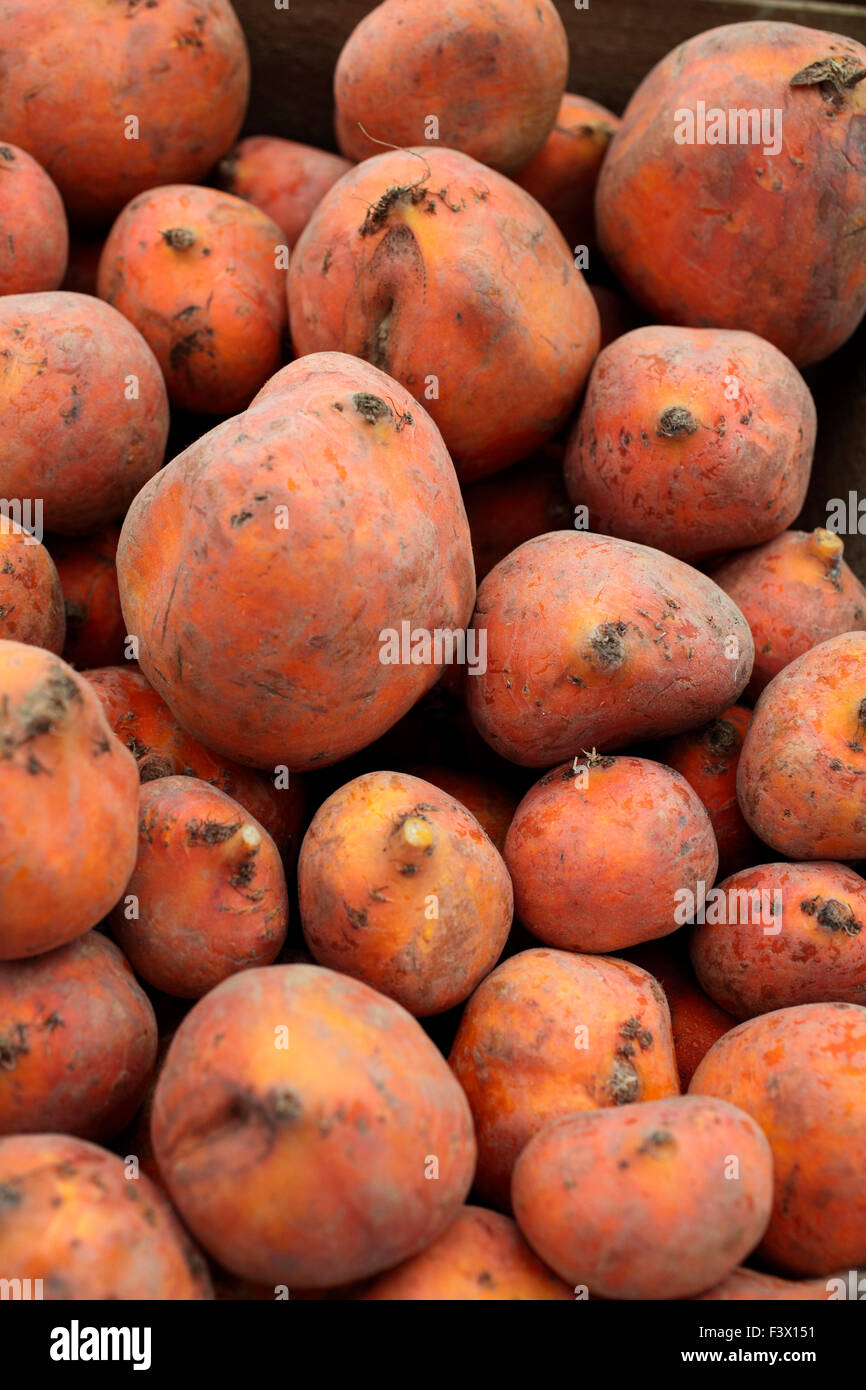 Beta vulgaris " Golden Burpees' barbabietola close up maturo di radici memorizzata Foto Stock