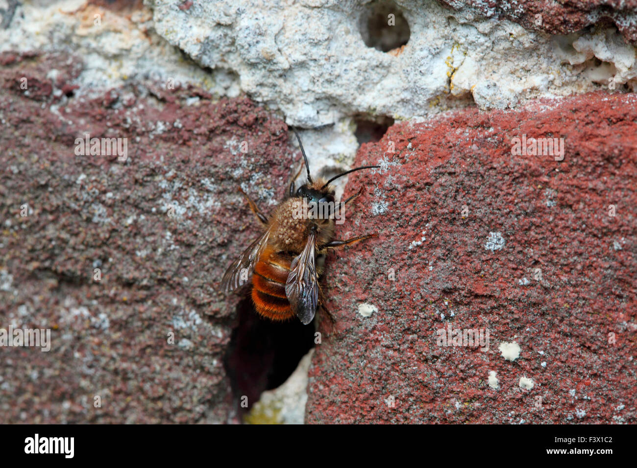 La Osmia rufa muratura bee proveniente dal foro nel muro di mattoni Foto Stock