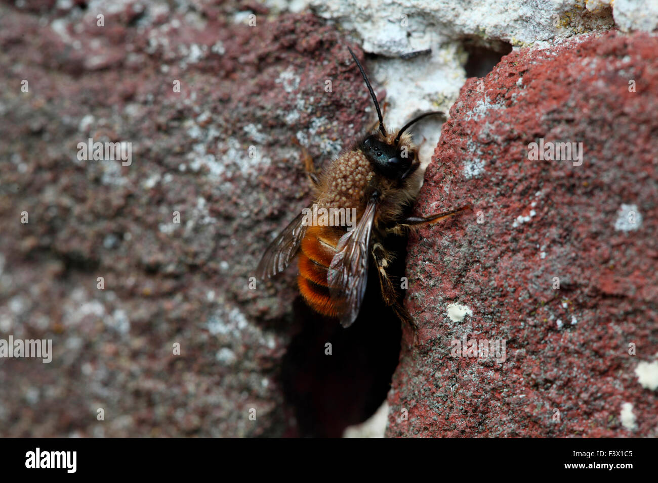 La Osmia rufa muratura bee proveniente dal foro nel muro di mattoni Foto Stock