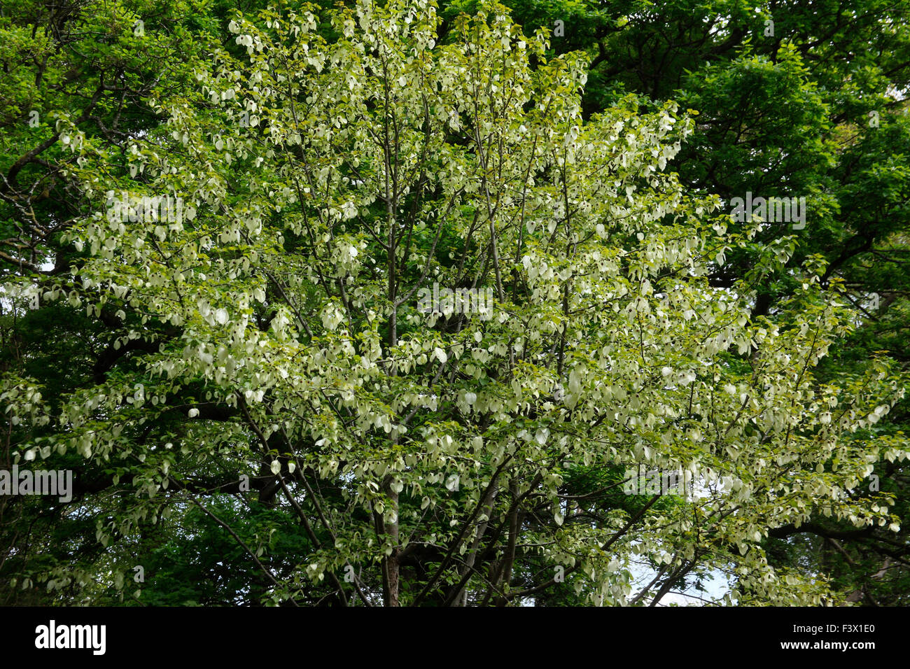 Davidia involucrata var vimoriniana arbusti in fiore Foto Stock