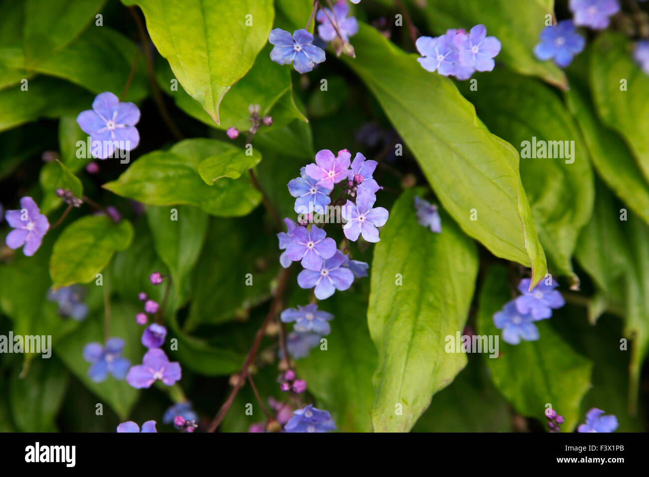 Omphalodes cappodocica 'Cherry Ingram' vicino di fiori Foto Stock