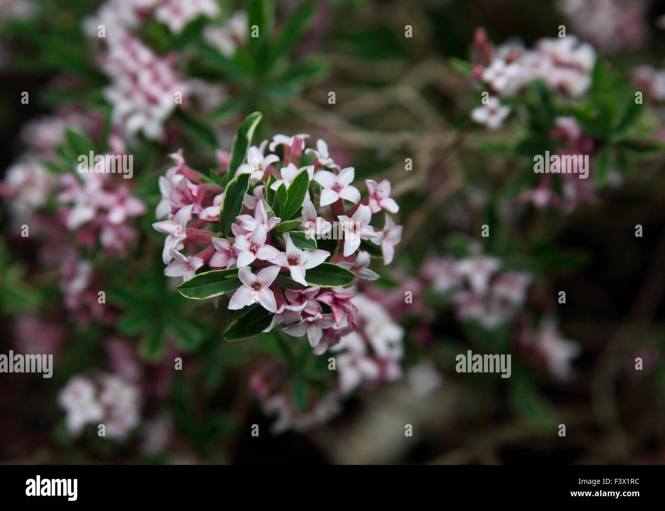 Daphne x burkwoodii 'Somerset bordo d'Oro" di close-up di fiori Foto Stock