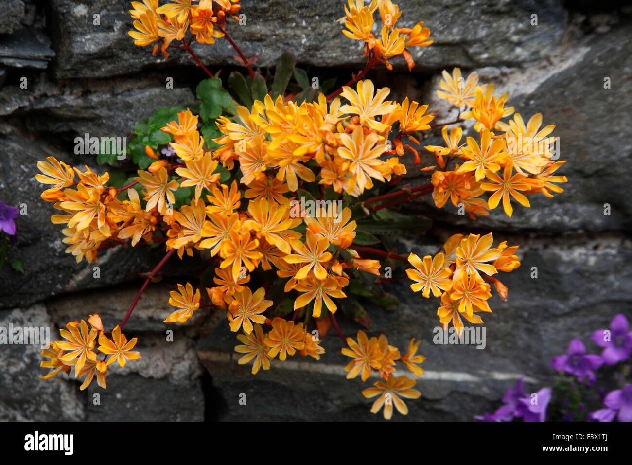 Lewisia 'frassino tinto ibridi " close up di fiori Foto Stock