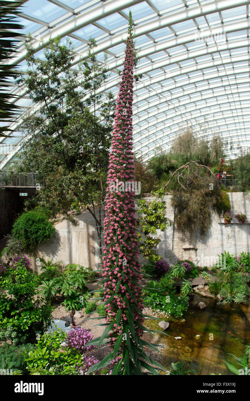 Echium wildpretii pianta in fiore Foto Stock