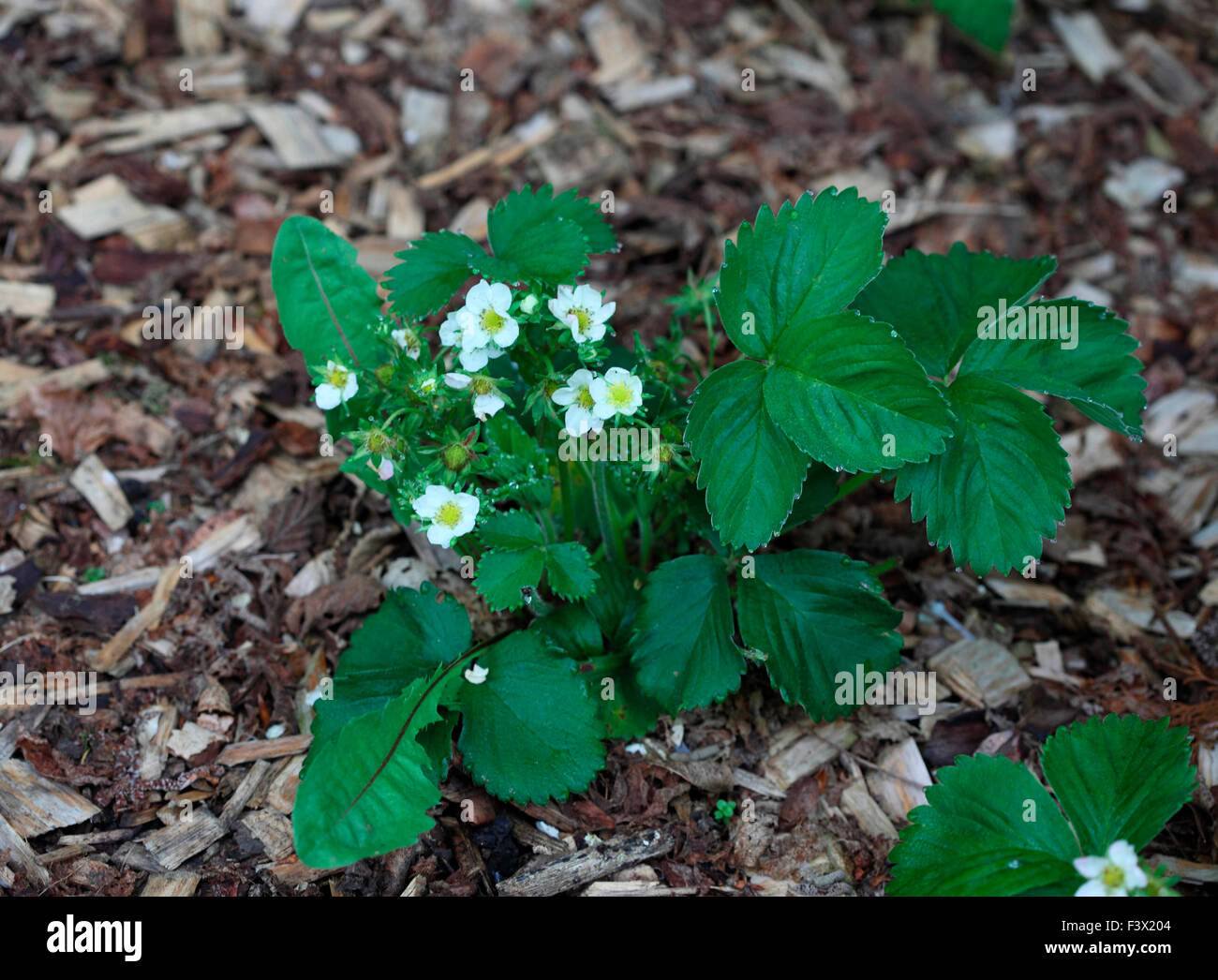 Fragole crescente attraverso il chip di legno Foto Stock