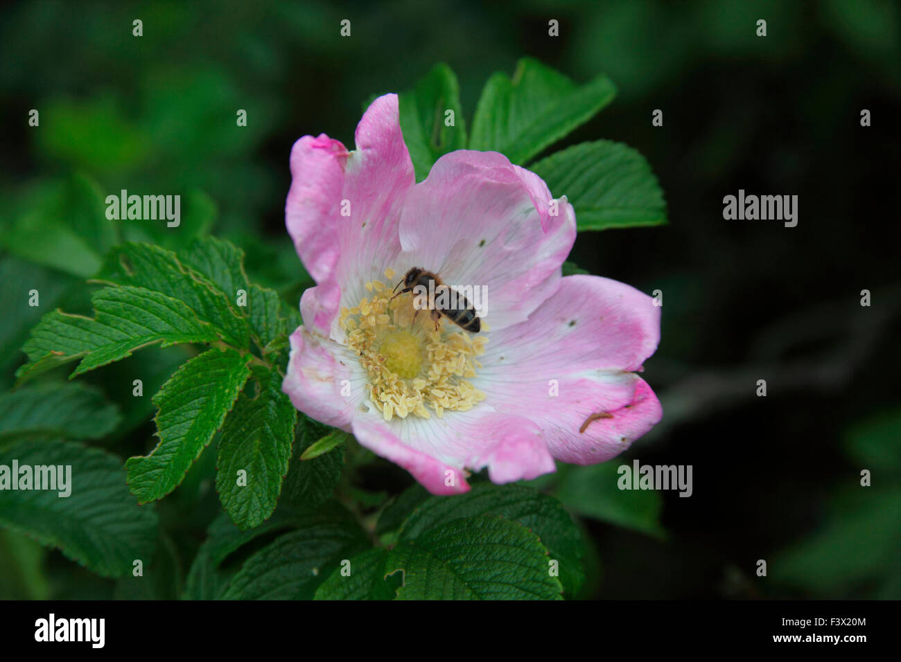 Il miele delle api avanzamento sul fiore rosa Foto Stock