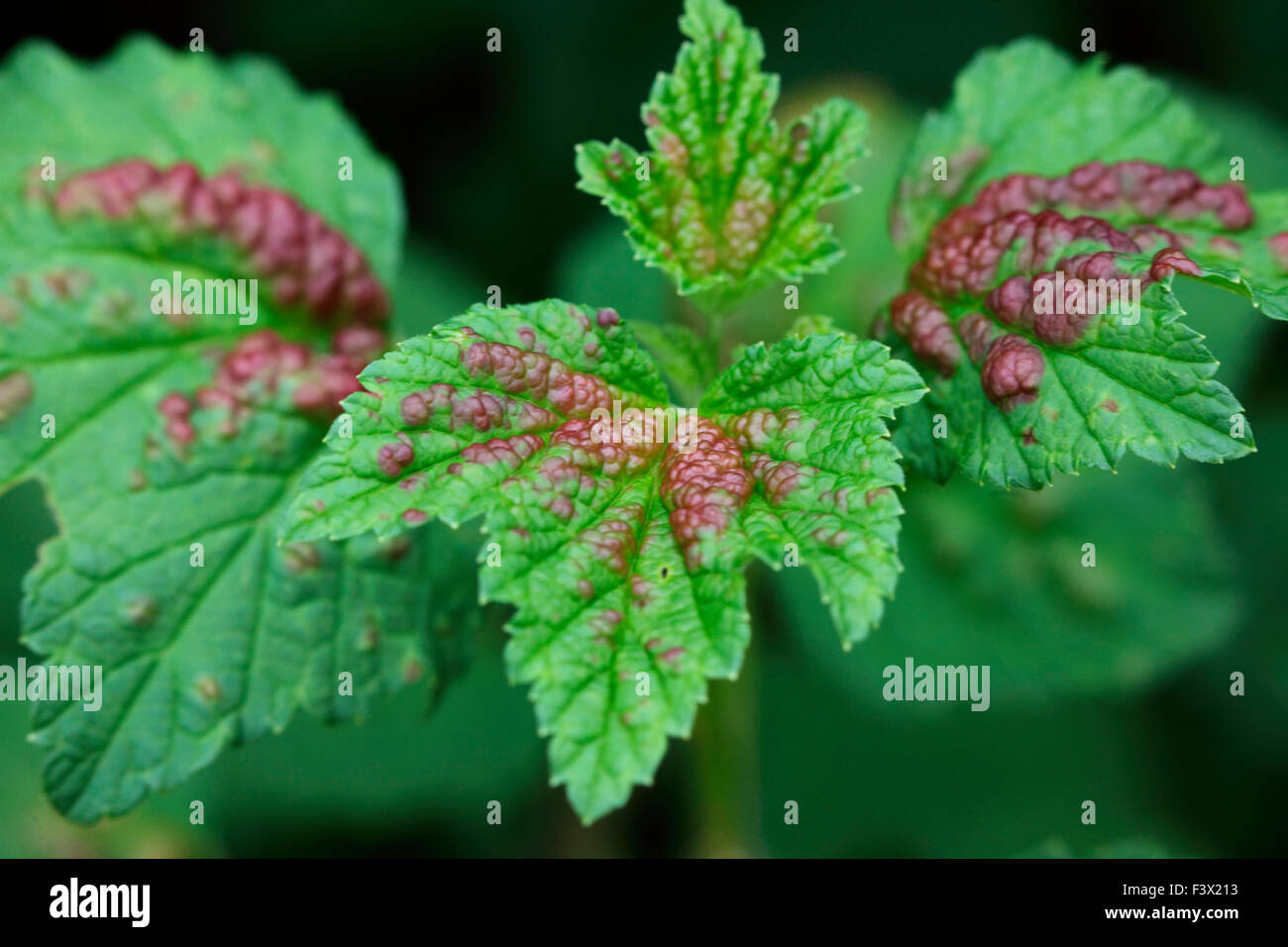 Cryptomyzus ribis Red corrente afide del blister vesciche sulla lamina superiore superficie Foto Stock