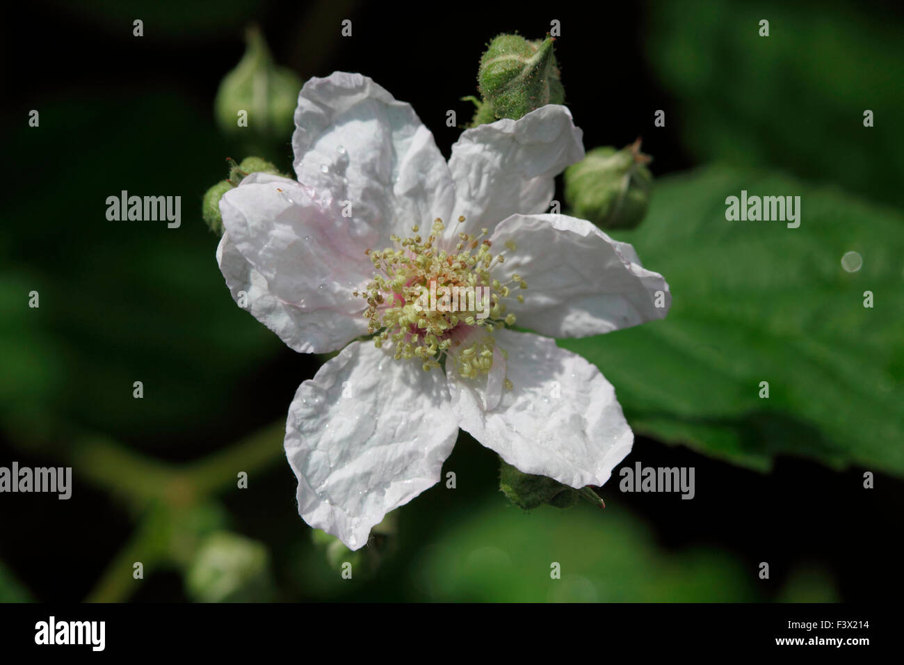 Rubus fruticosa Blackberry close up di fiore Foto Stock