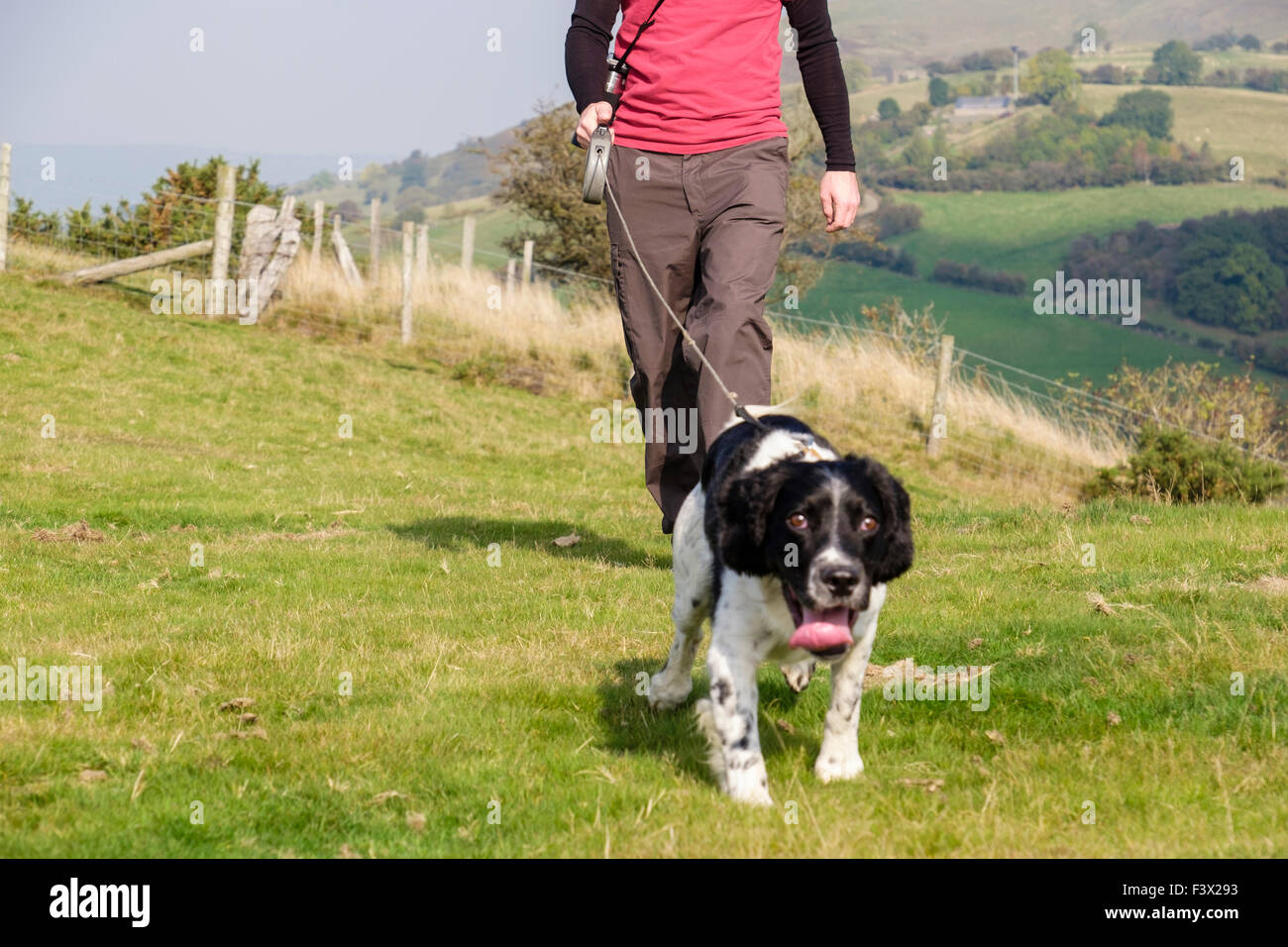 Dog walker proprietario tenendo un English Springer Spaniel cane per una passeggiata quotidiana su un conduttore in campagna cane tirando. Todleth Hill Churchstoke Powys Wales UK Foto Stock