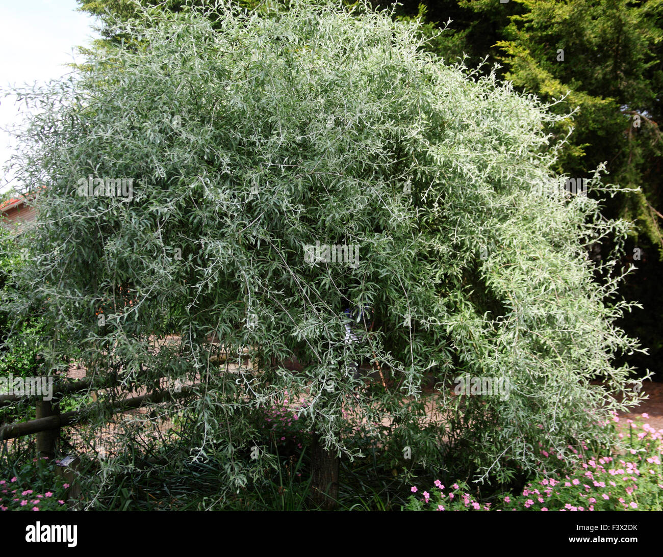 Pyrus salicifolia 'pendula" Willow lasciarono pera close up di albero Foto Stock