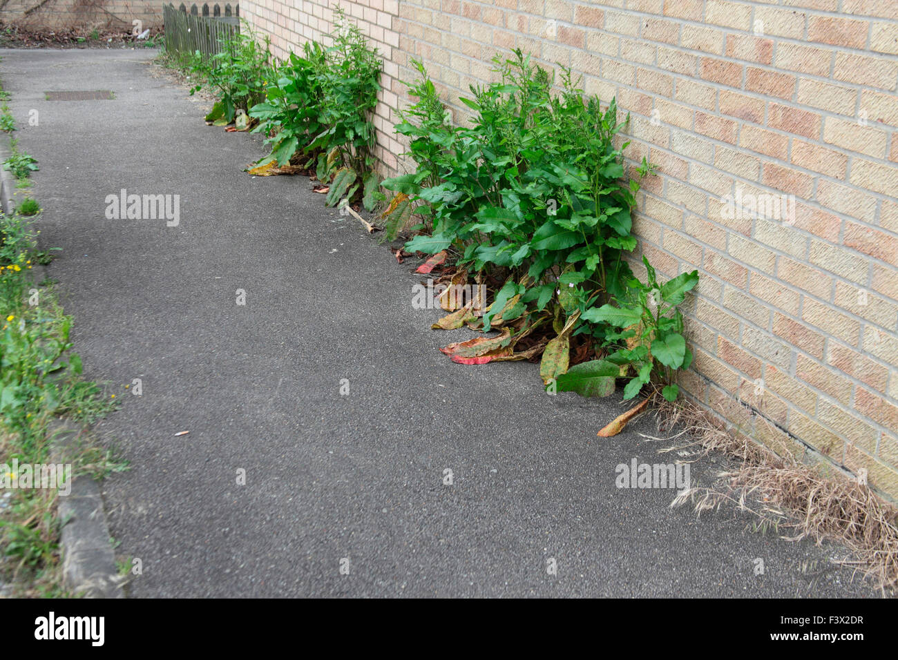 Erbacce crescita attraverso la pavimentazione sulla scarsa manutenzione immobili in Watton Norfolk Foto Stock