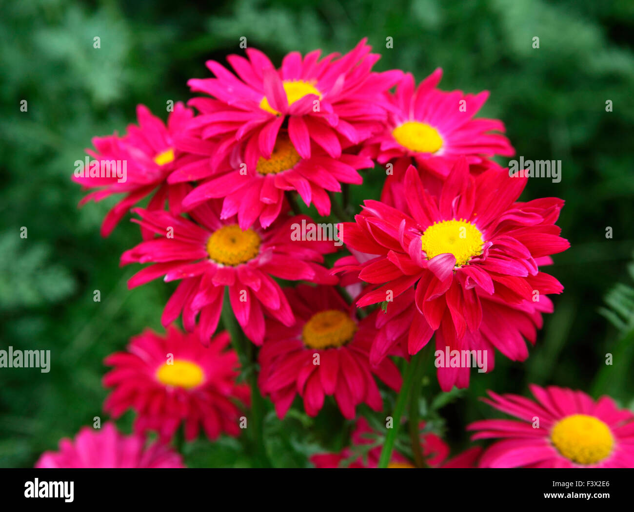 Tanacetum coccineum 'duro' vicino di fiori Foto Stock