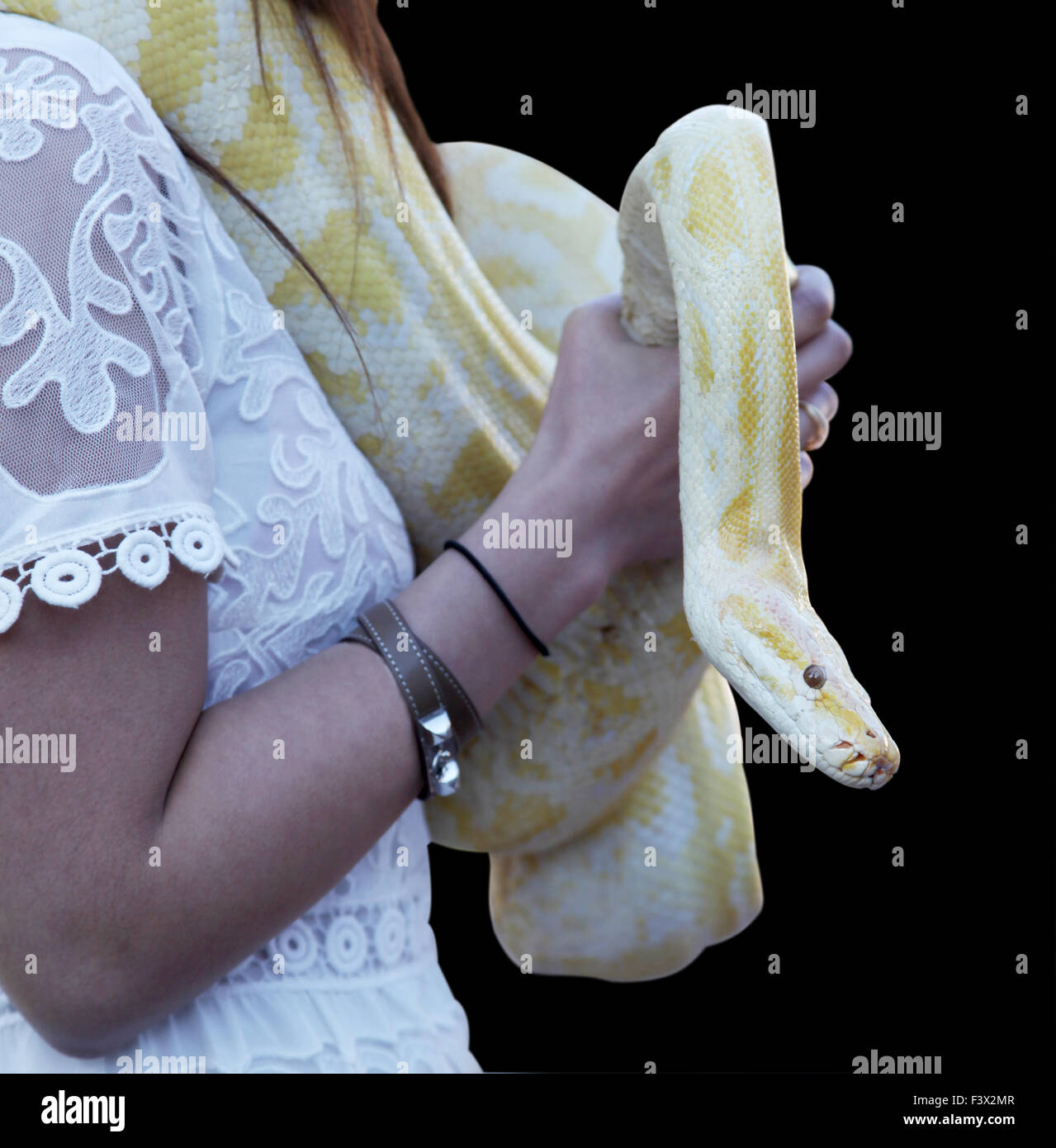 pitone giallo Foto Stock