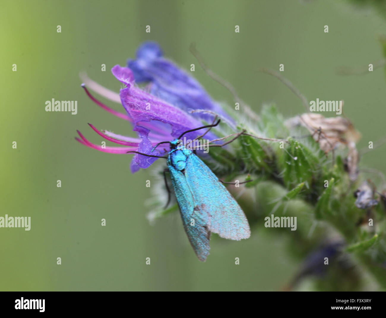 Foresger moth alimentazione su vipere bugloss Ungheria Giugno 2015 Foto Stock