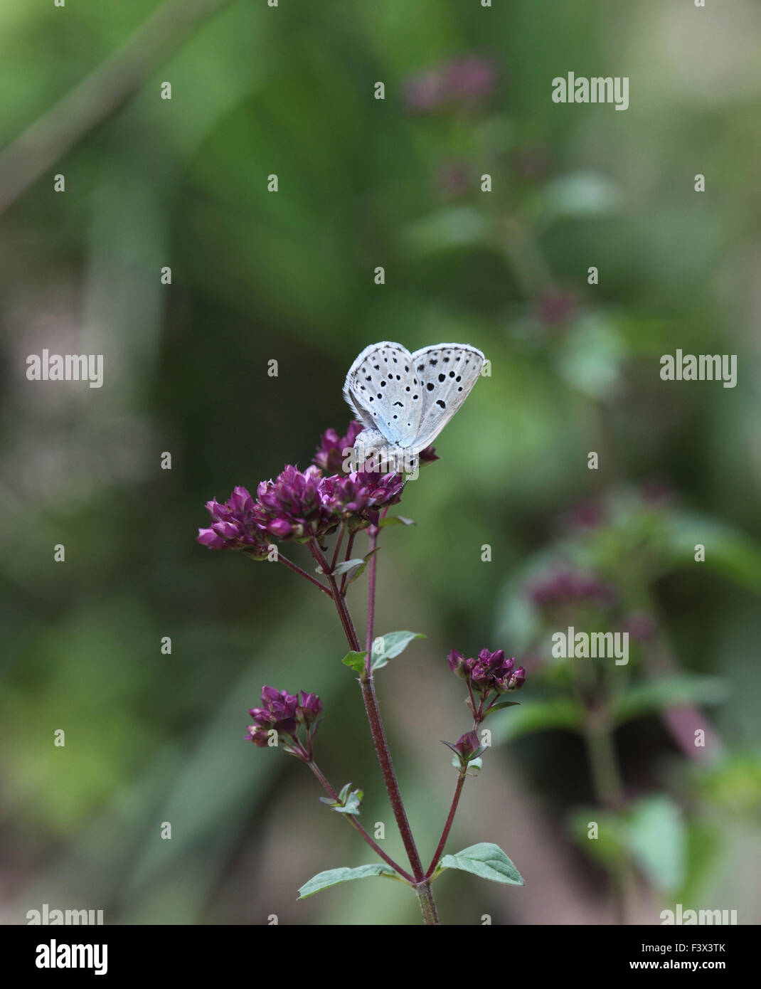 Large White femmina uovo che posa in margoram Ungheria Giugno 2015 Foto Stock