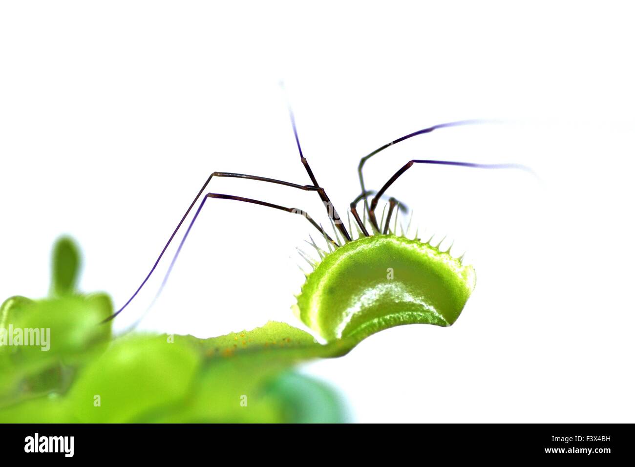 Pianta carnivora con captive spider Foto Stock