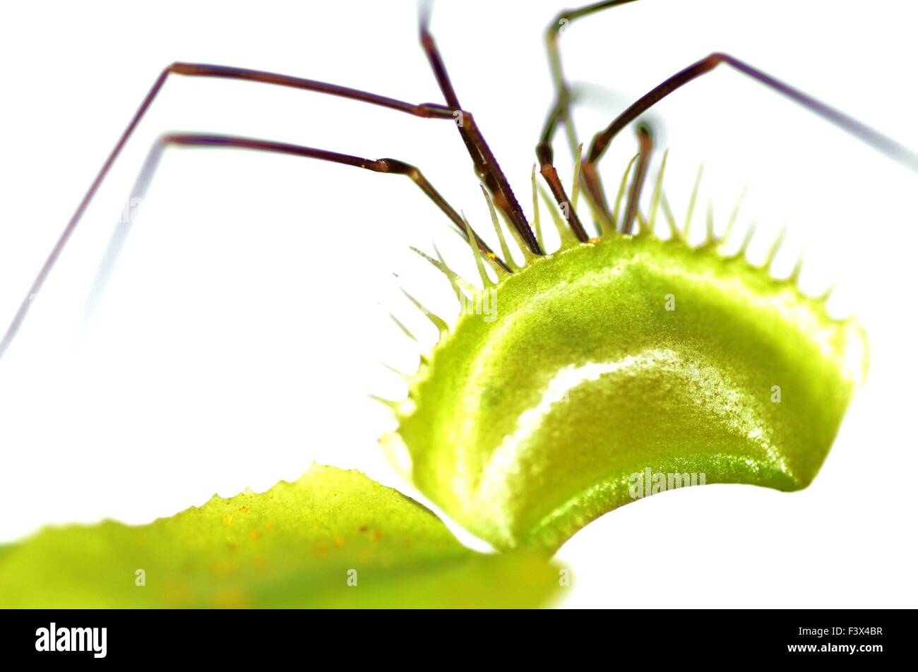 Pianta carnivora con captive spider Foto Stock