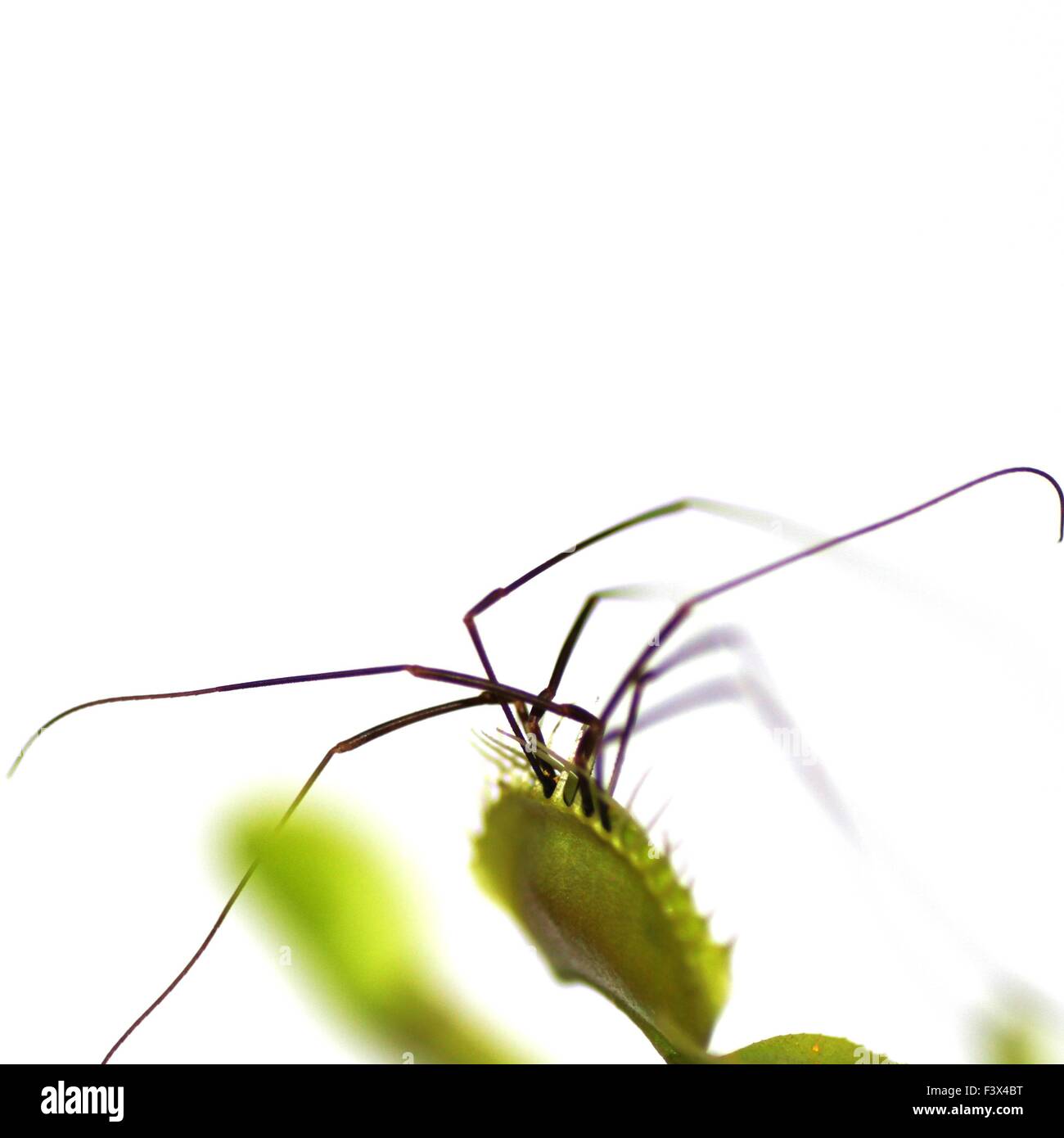 Pianta carnivora con captive spider Foto Stock