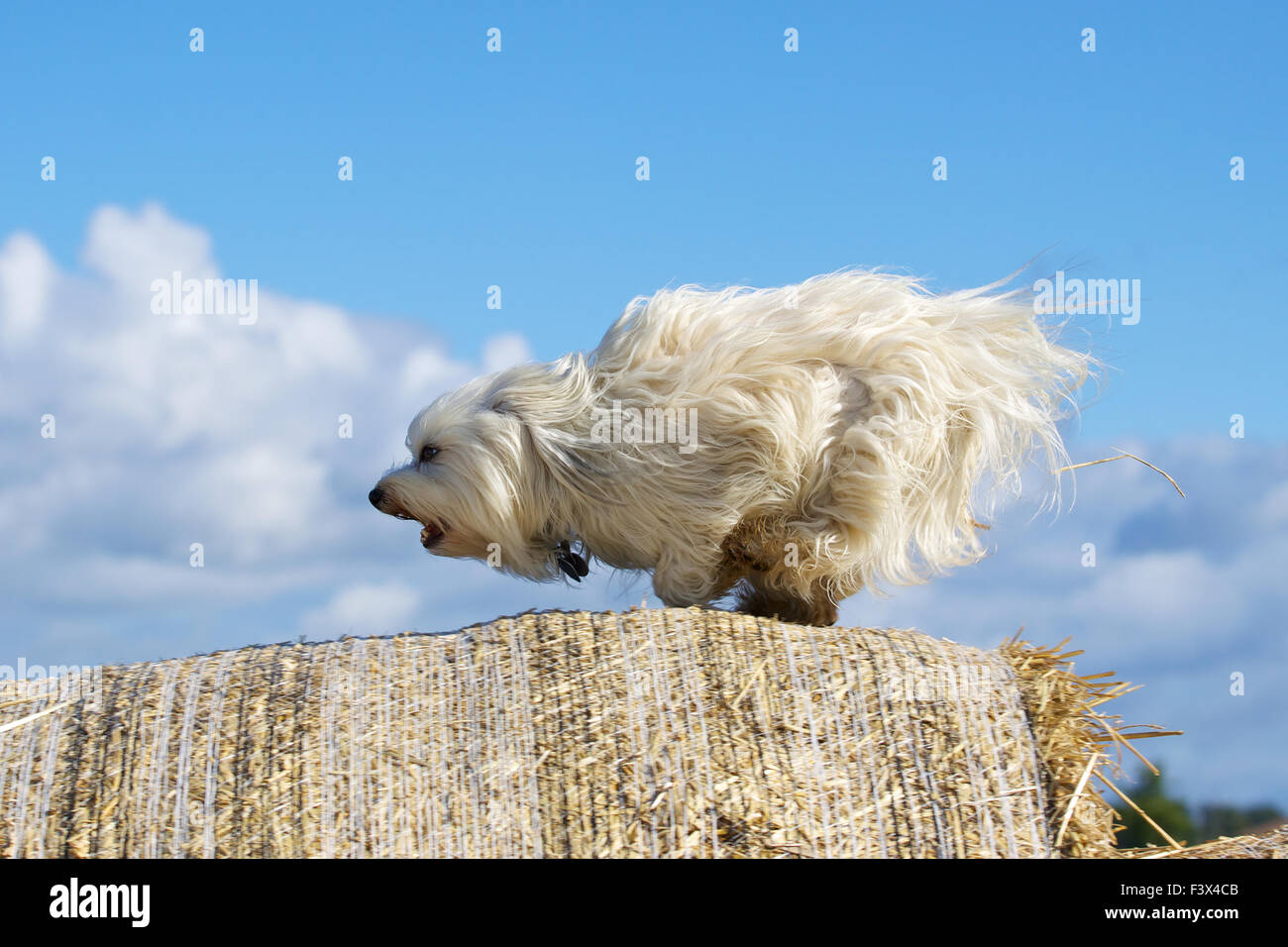 Un acceso a tutto vapore Foto Stock