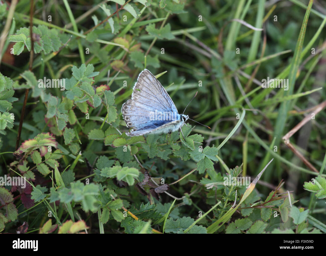 Blu Chalkhill Lysandra coridon maschio in erbe alette aperte Foto Stock