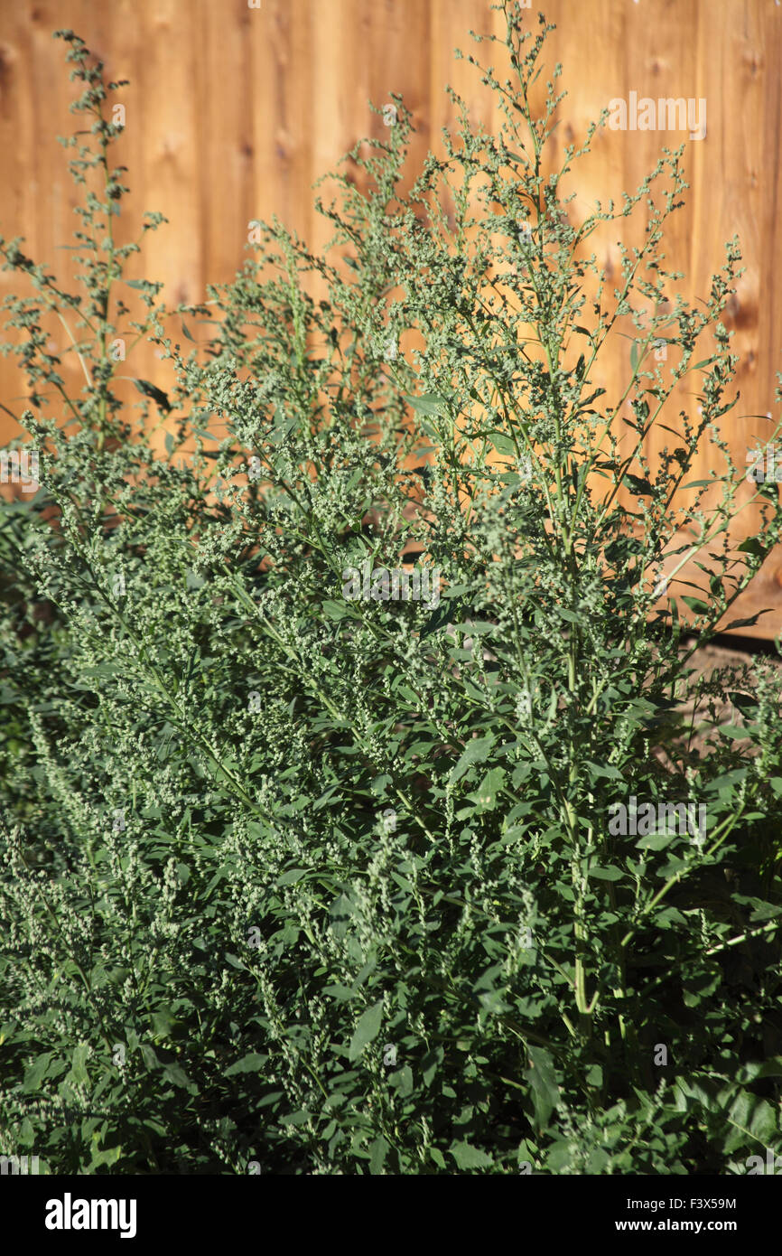 Fat hen Chenopodium album piante che crescono nel bordo del giardino Foto Stock