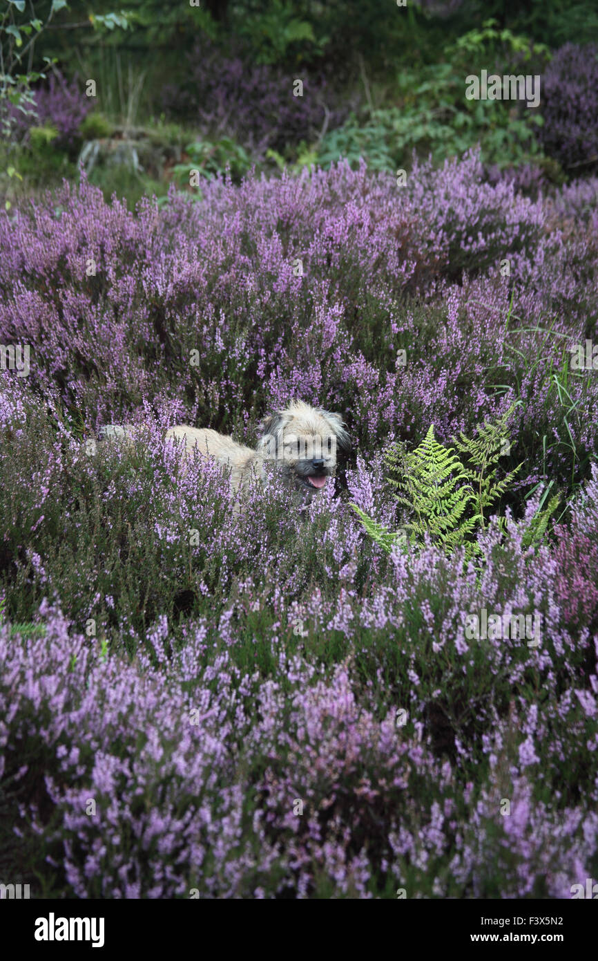 Border terrier circondata da folta heather in fiore Foto Stock