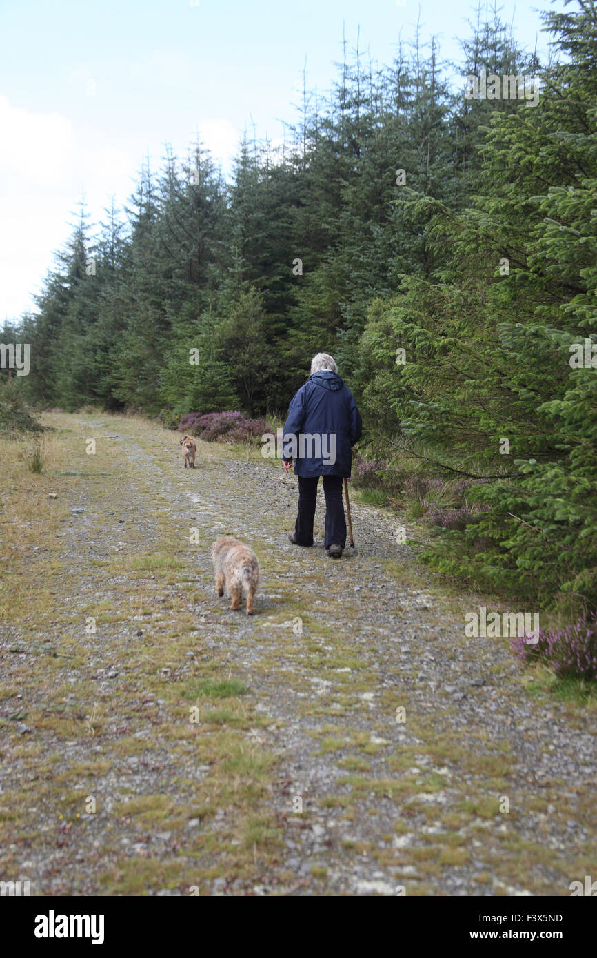 Passeggiate lungo la pista forestale con bordo terrier Foto Stock