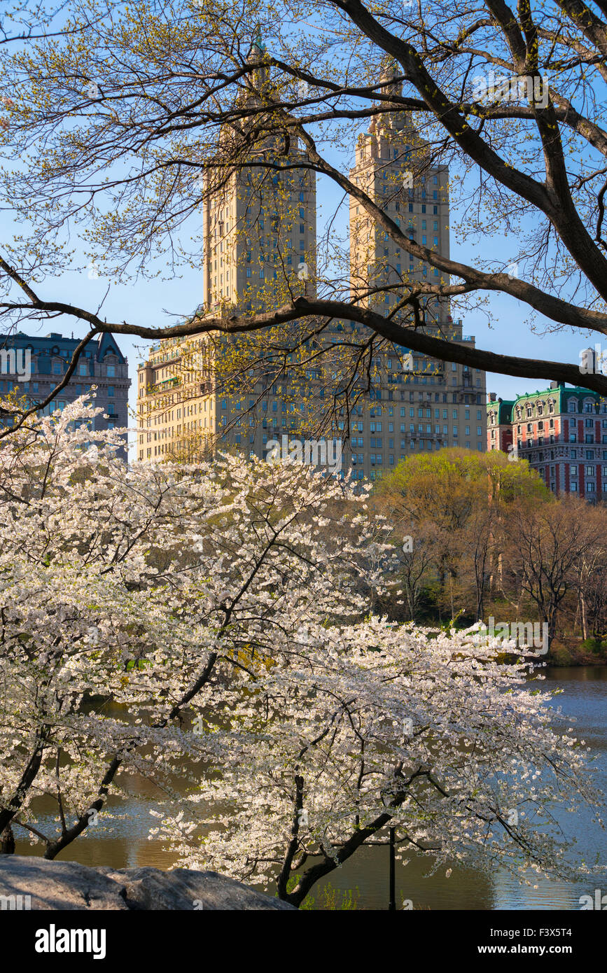La molla nel parco centrale con Yoshino fioritura dei ciliegi. Upper West Side di Manhattan, New York City. Stati Uniti d'America Foto Stock