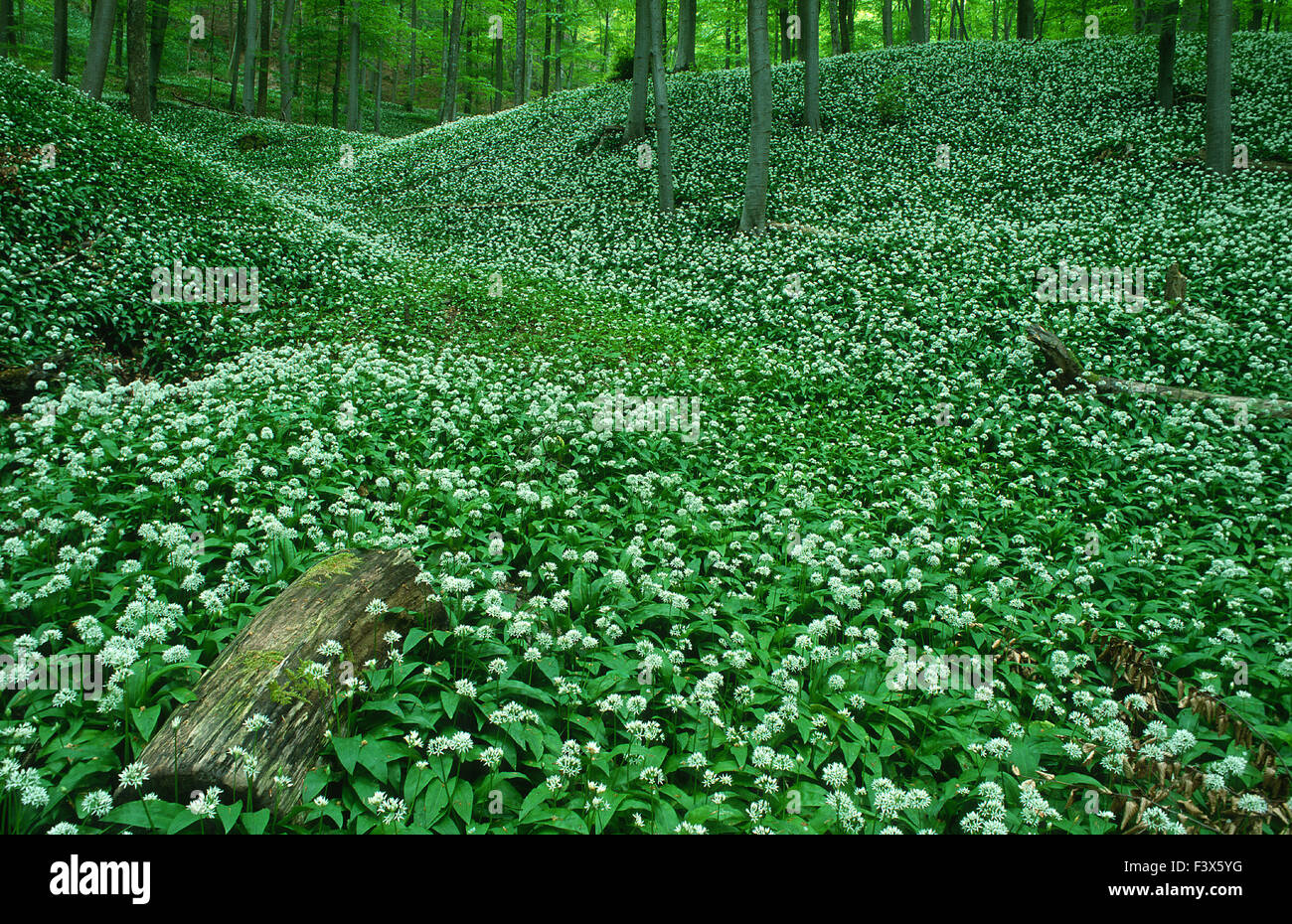 Aglio selvatico nella foresta di primavera Foto Stock