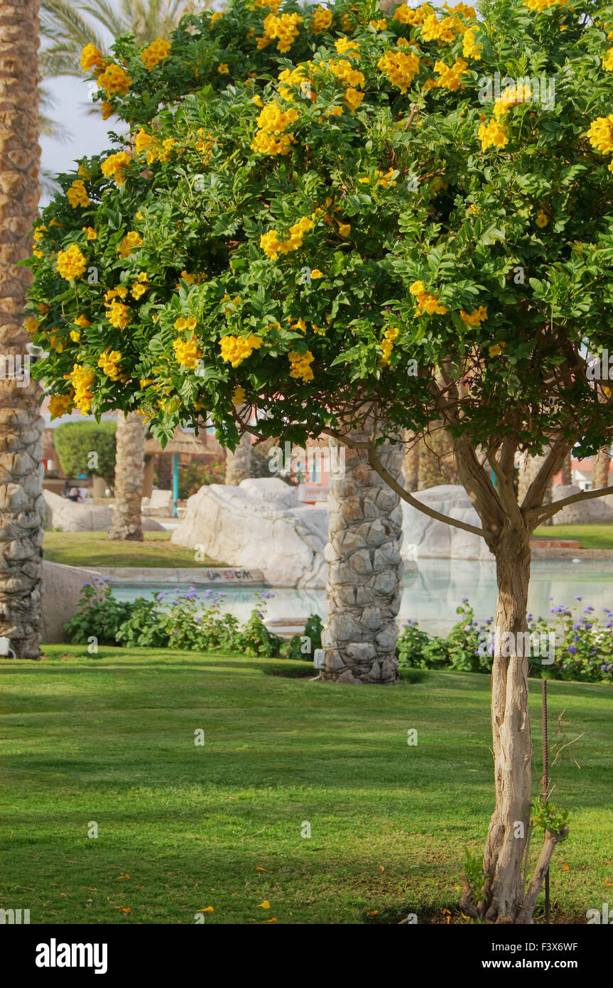 Albero di Allamanda Foto Stock