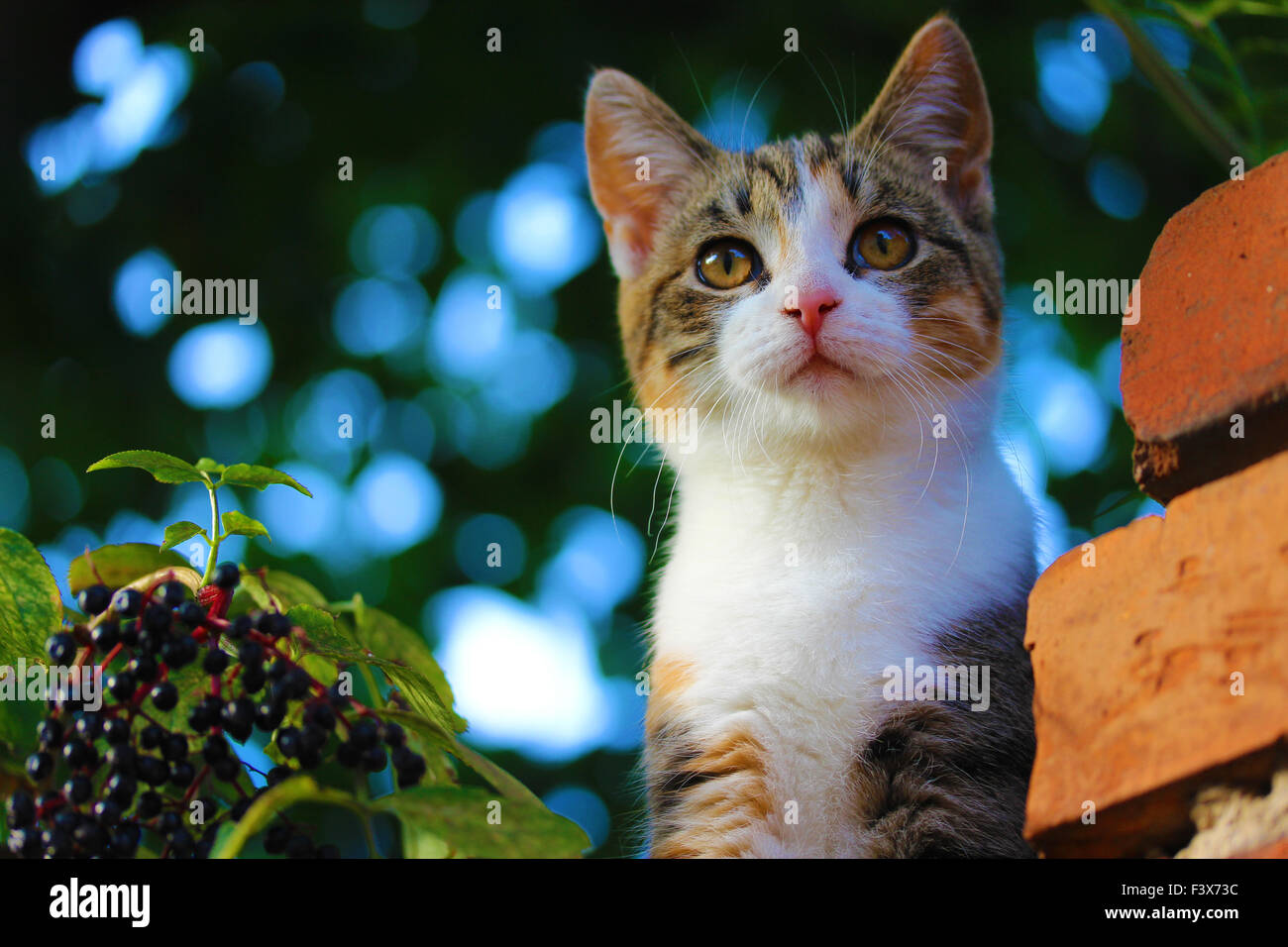 gattino Foto Stock