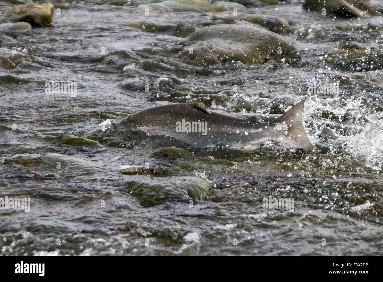 Il Salmone Argento andando su zone di deposizione delle uova 1 Foto Stock