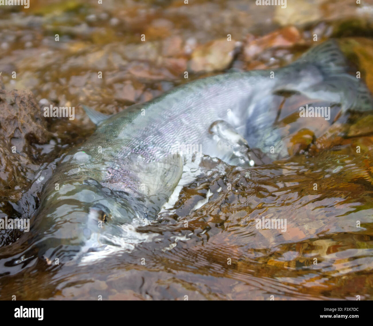 Il Salmone Argento andando su zone di deposizione delle uova 2 Foto Stock