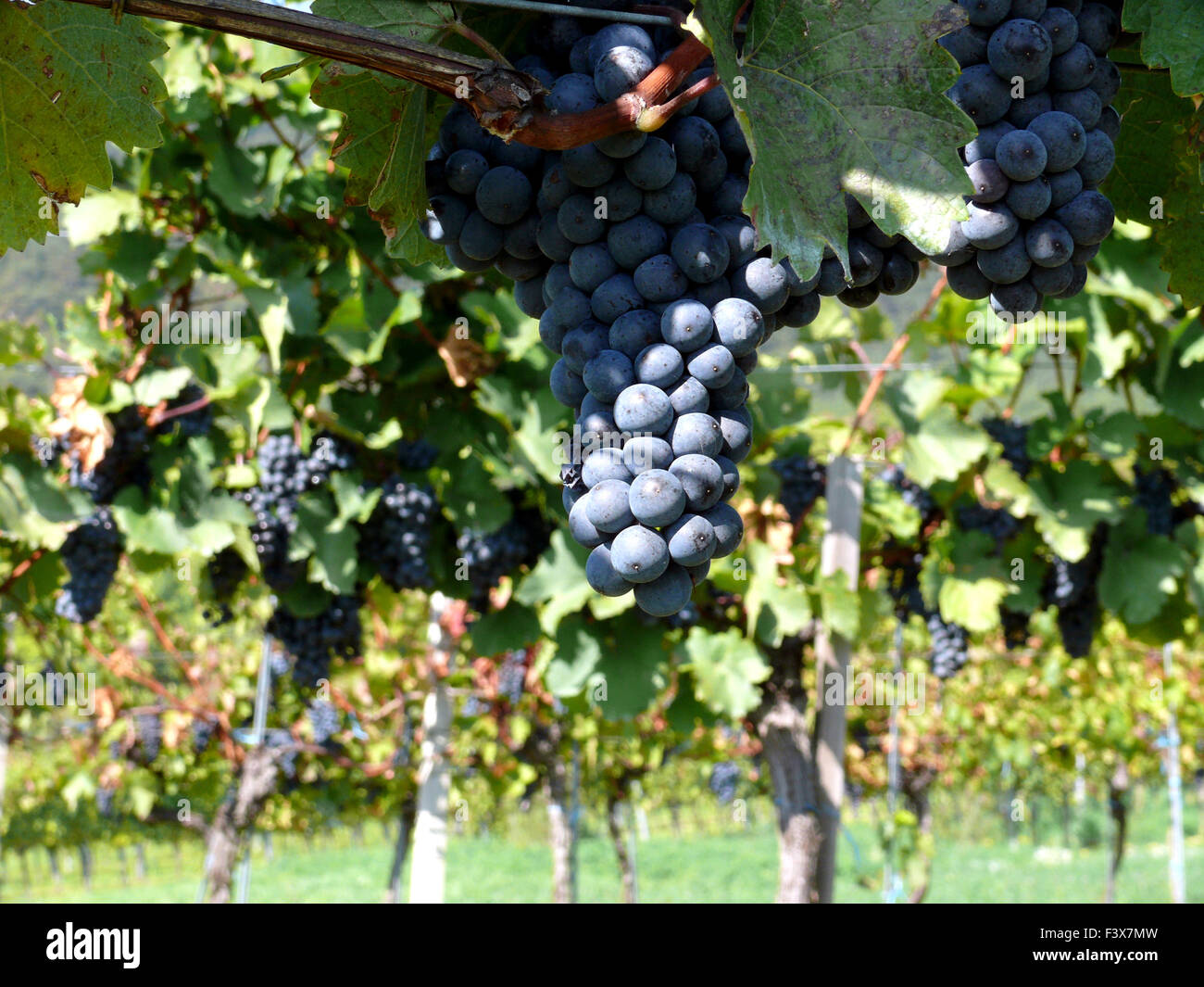 vino rosso Foto Stock