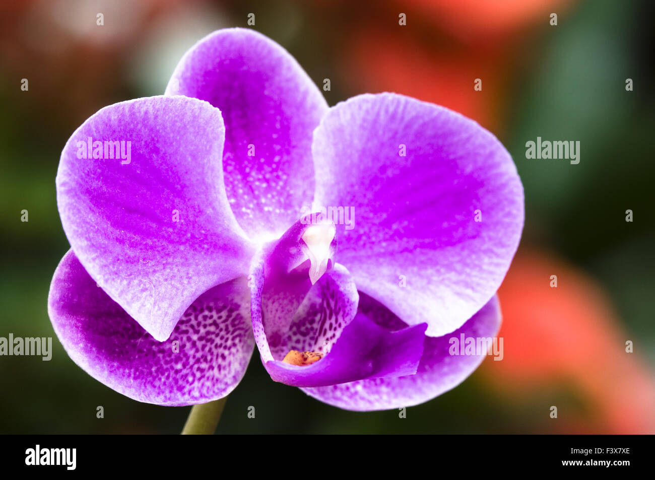 Rosa fiori di orchidea in stretta fino Foto Stock