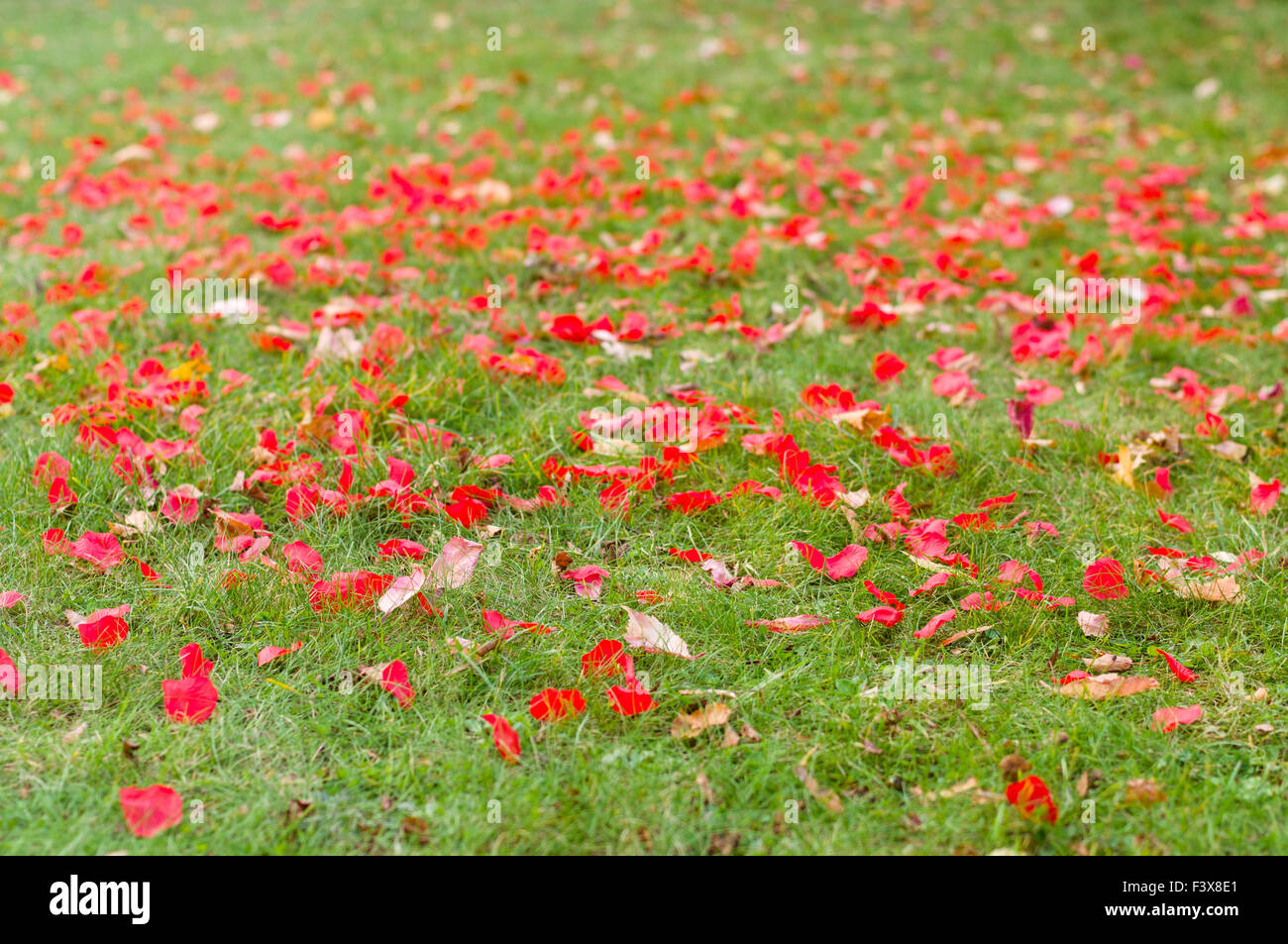 Petali di rosa e caduto foglie di autunno su erba, il concetto di matrimonio lo sfondo Foto Stock